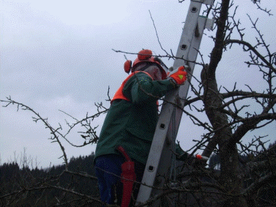 Baumschnittkurs 2012